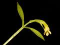Yellow Wishbone Flower